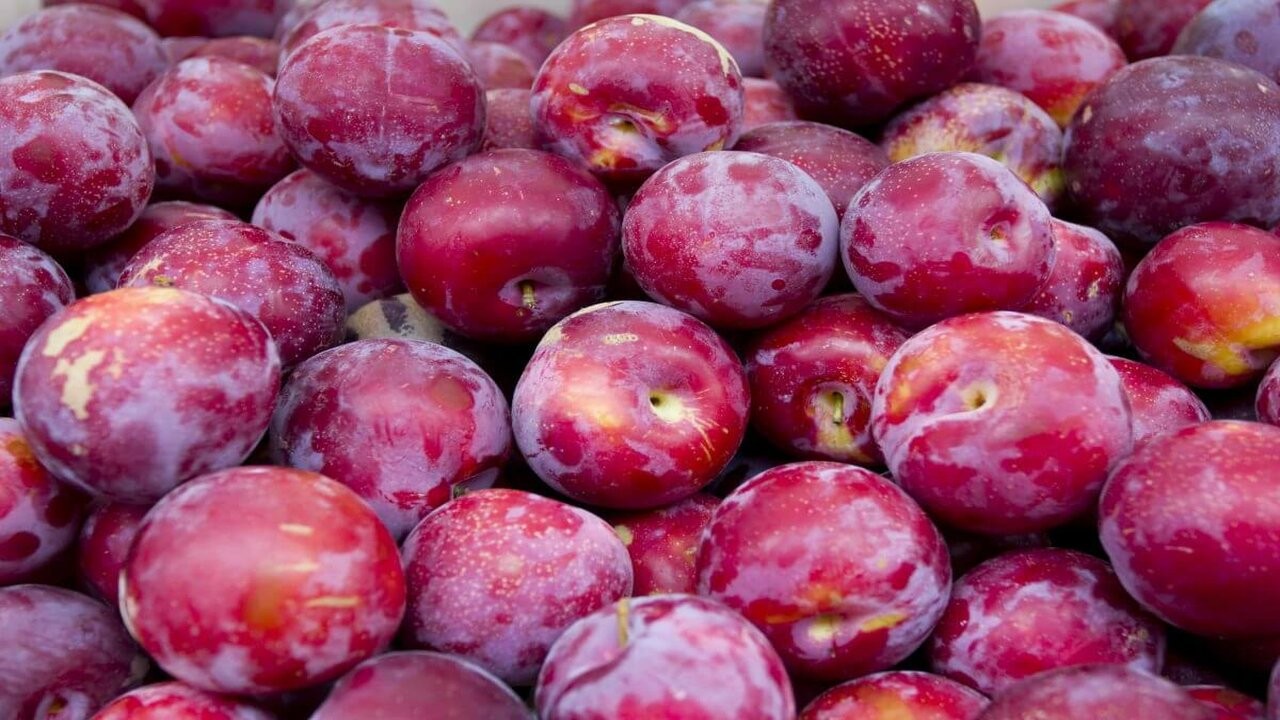 Las ciruelas ayudan a prevenir la hinchazón y el aumento de peso 1 plum_1.jpg