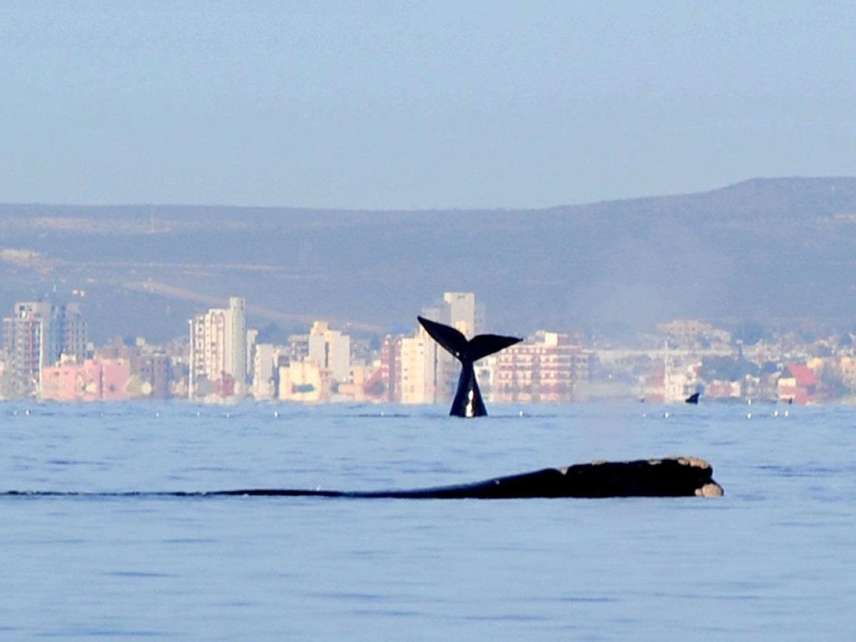 puerto madryn 1200x900