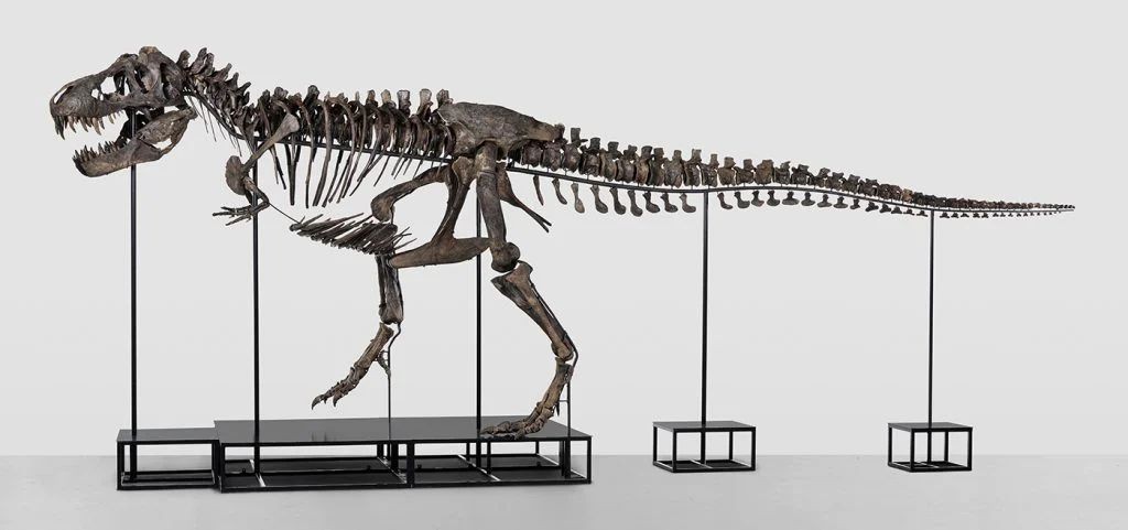 Subastan un esqueleto de un tiranosaurio Rex en Suiza 1 subasta_en_suiza.jpg