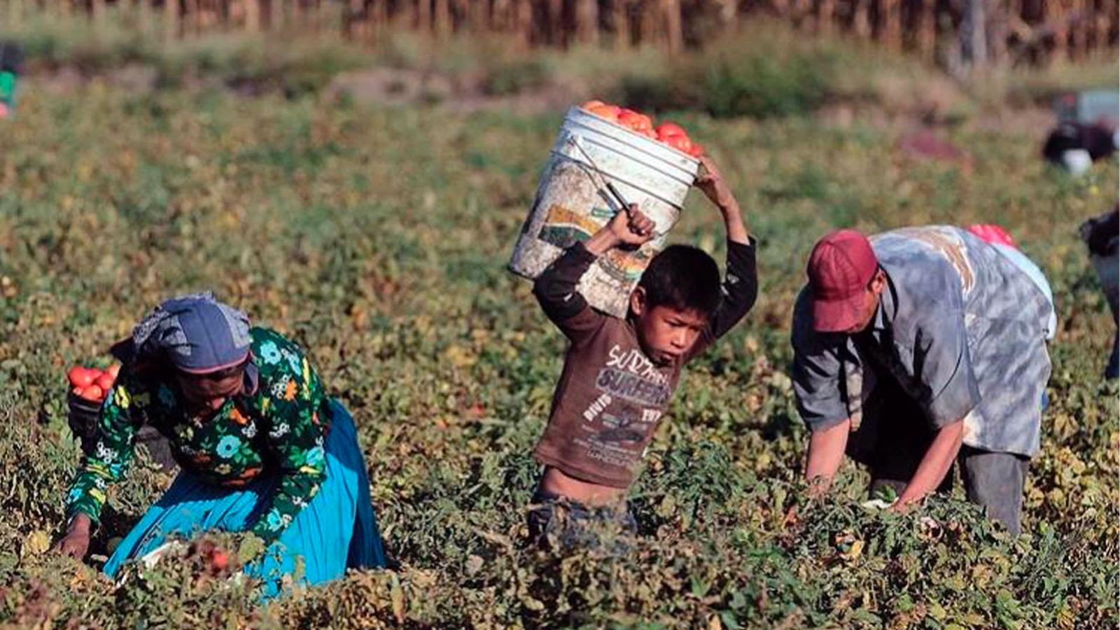 Día Mundial contra el Trabajo Infantil: ¿por qué se recuerda el 12 de junio? 1 trabajo_infantil.jpg