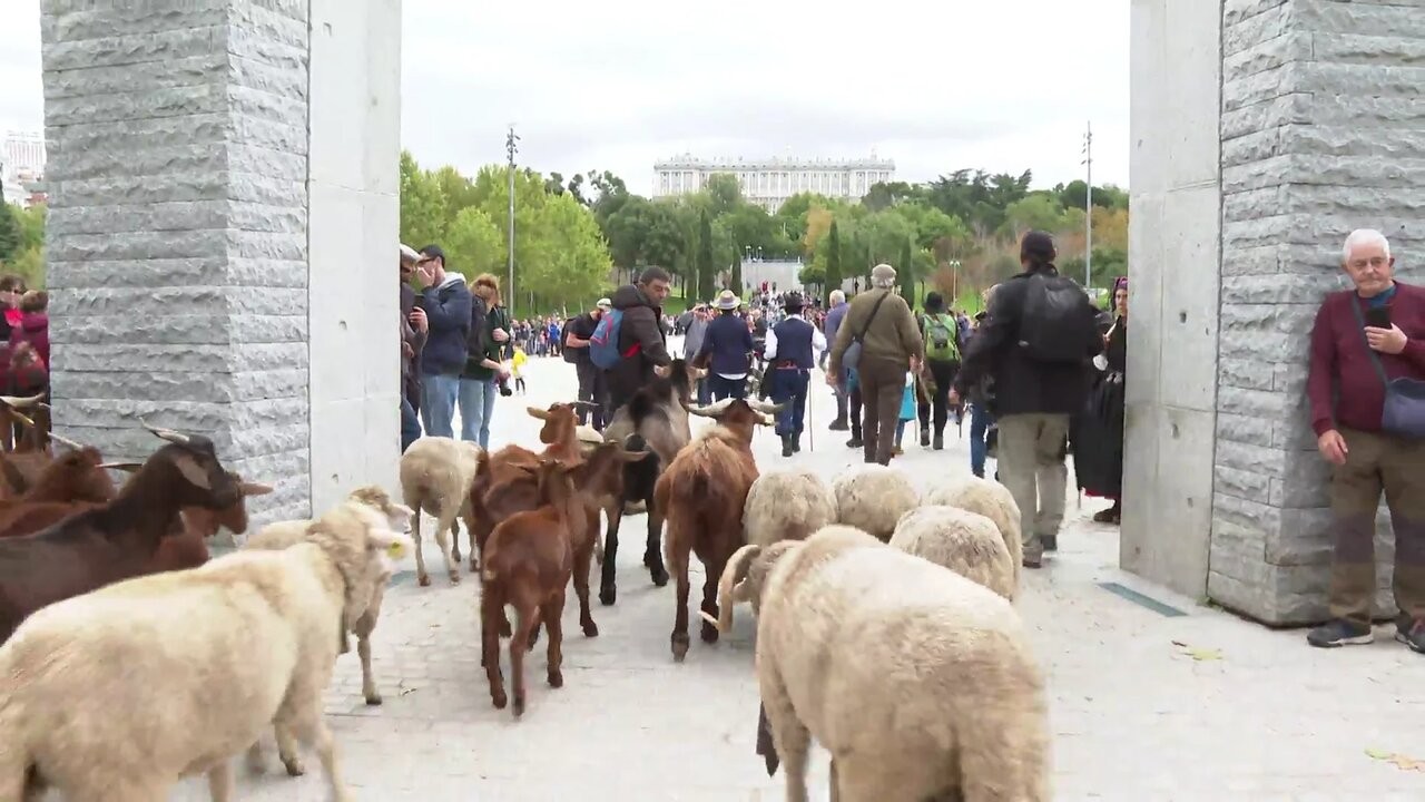 Los pastores reivindicaron la ganadería extensiva en Madrid 1 trashumancia-madrid_98.jpg