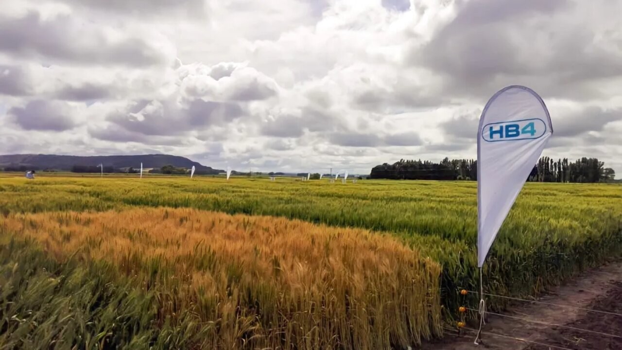 El segundo comprador mundial de trigo aprobó la variedad argentina tolerante a la sequía 1 trigo1.jpg