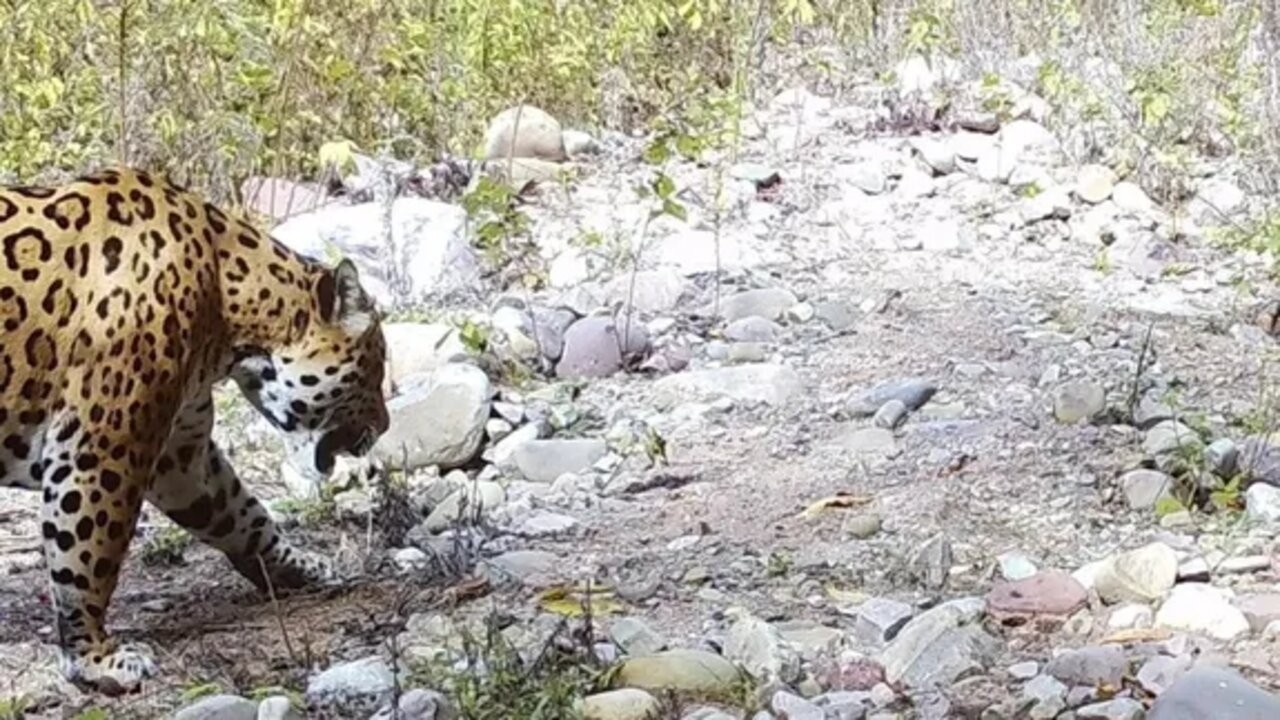 Descubrieron la presencia de un ejemplar de yaguareté 1 un-yaguarete-fue-fotografiado-el-parque-nacional-calilegua.jpg