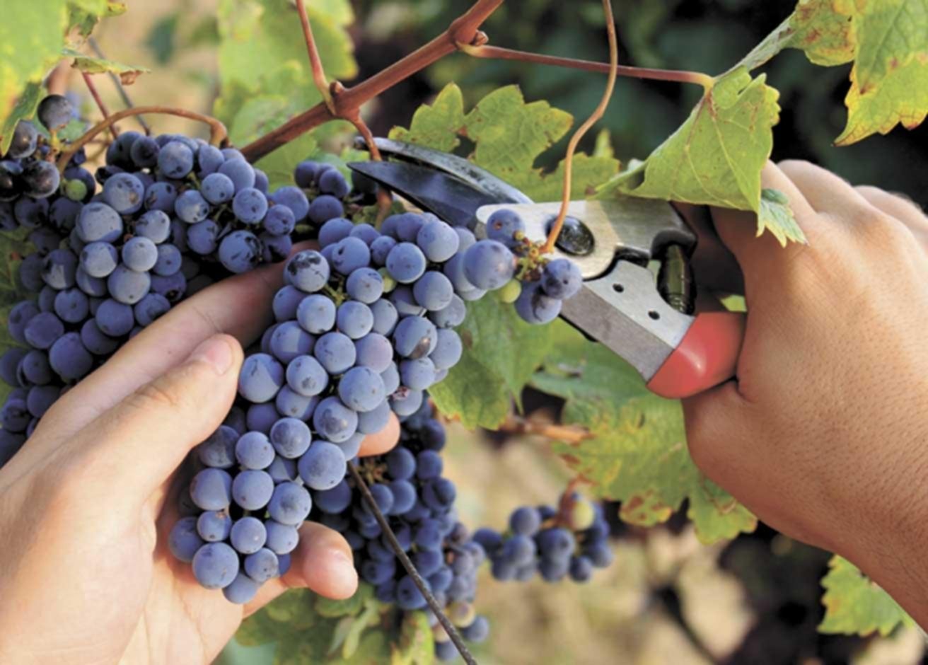 uva-malbec-argentina.jpg