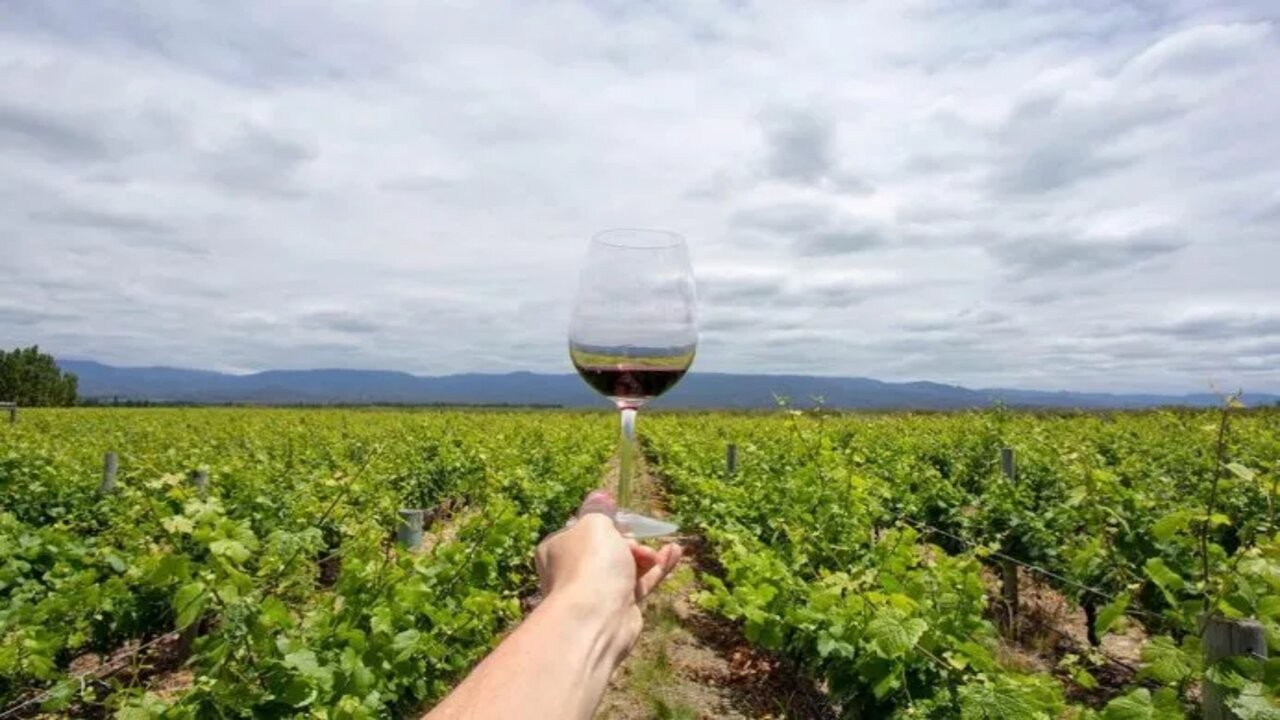Turismo del vino: 320 bodegas en 14 provincias abren sus puertas a los visitantes 1 vinojpg.jpg