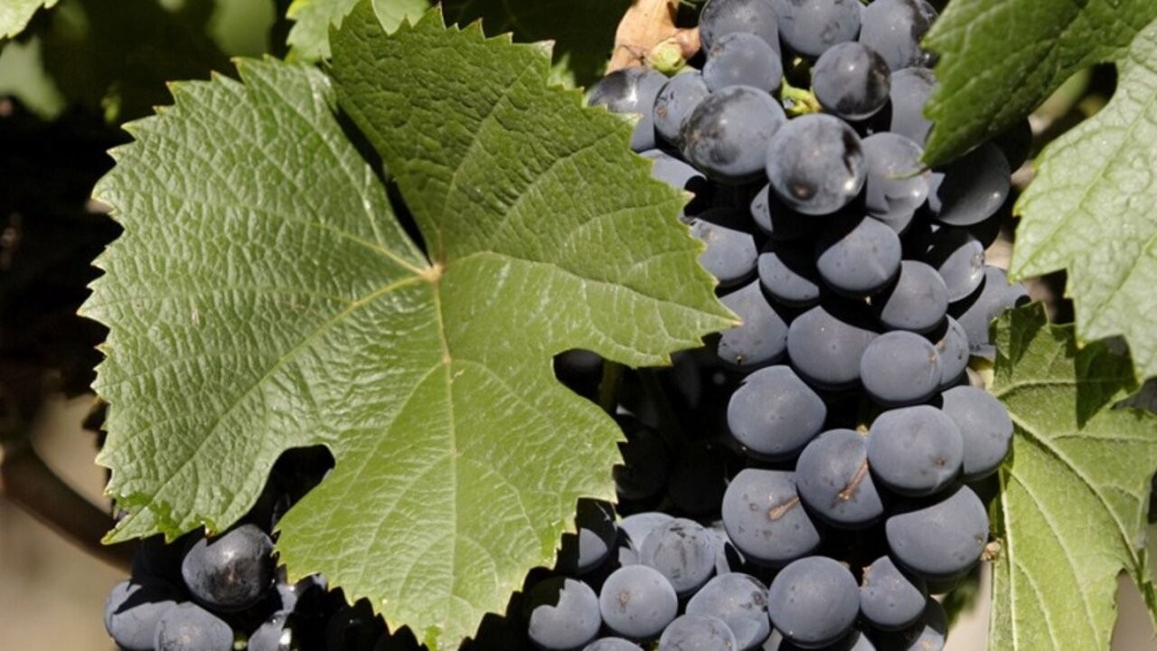 La vitivinicultura de Mendoza se suma al reciclado de envases de fitosanitarios 1 vitivinicultura_1.jpg